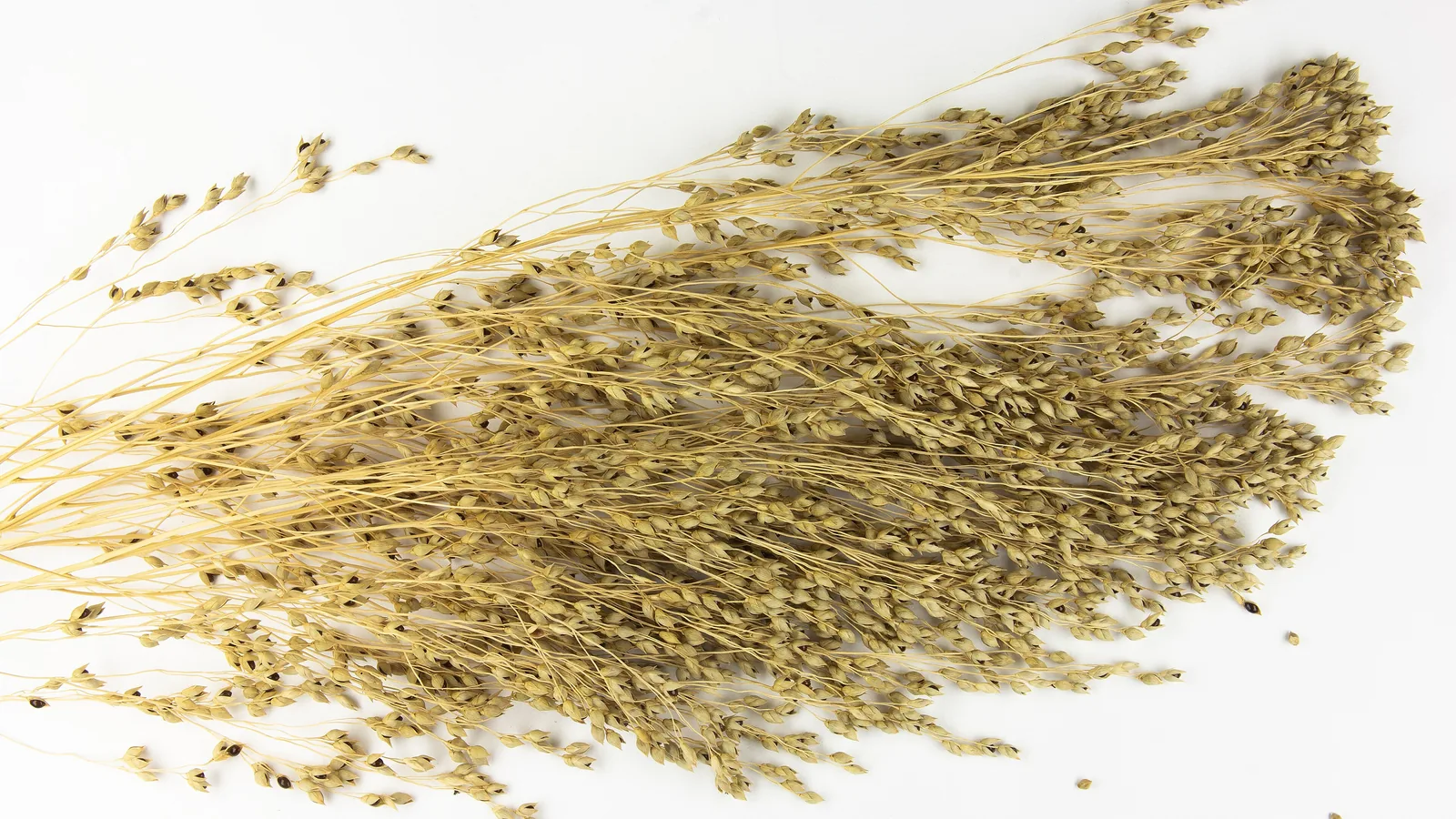 Dried panicle of broomcorn millet with clusters of small seeds