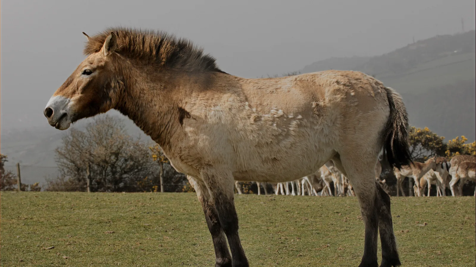 a stocky dun-colored horse with a short upright mane and pale muzzle standing on grass