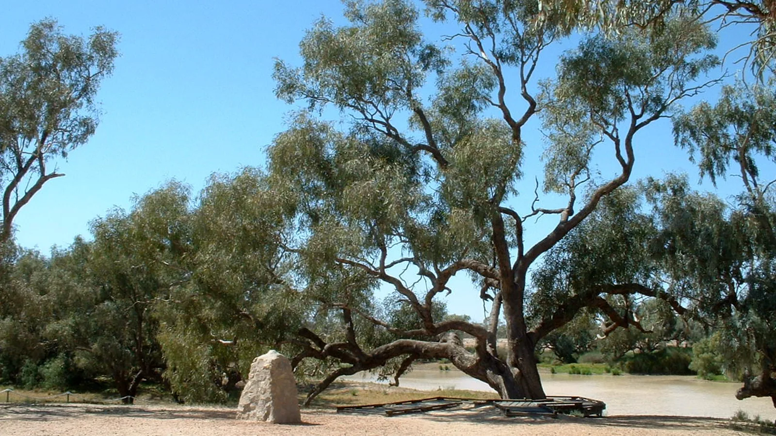 Large old coolabah tree beside a waterhole in a dry Australian outback landscape