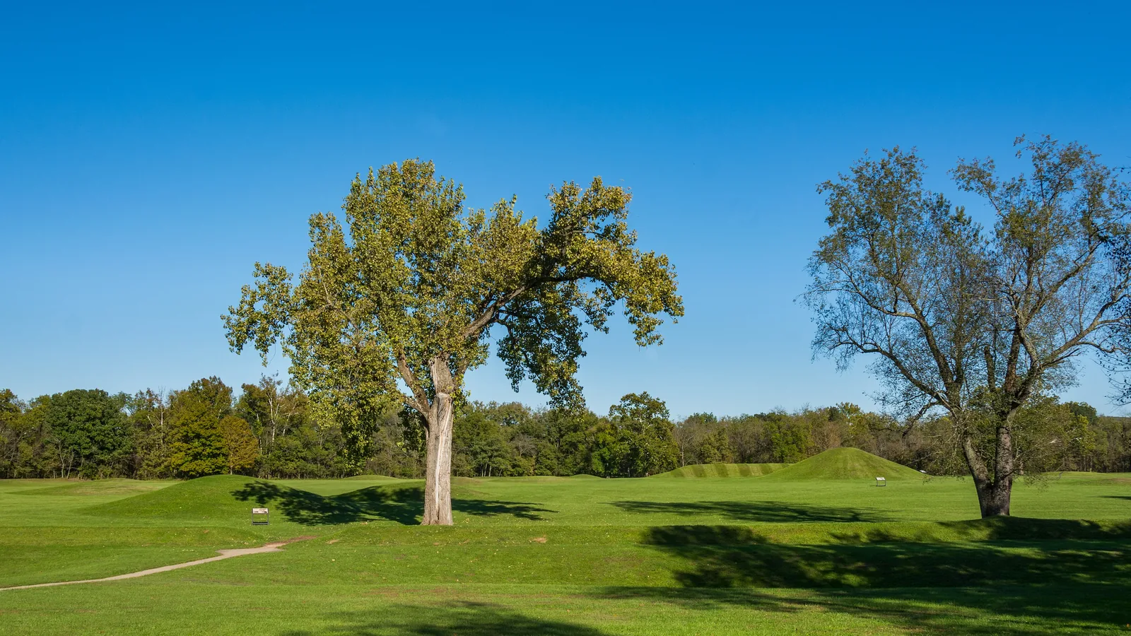 low grassy mounds on a mown green lawn with large trees and a blue sky