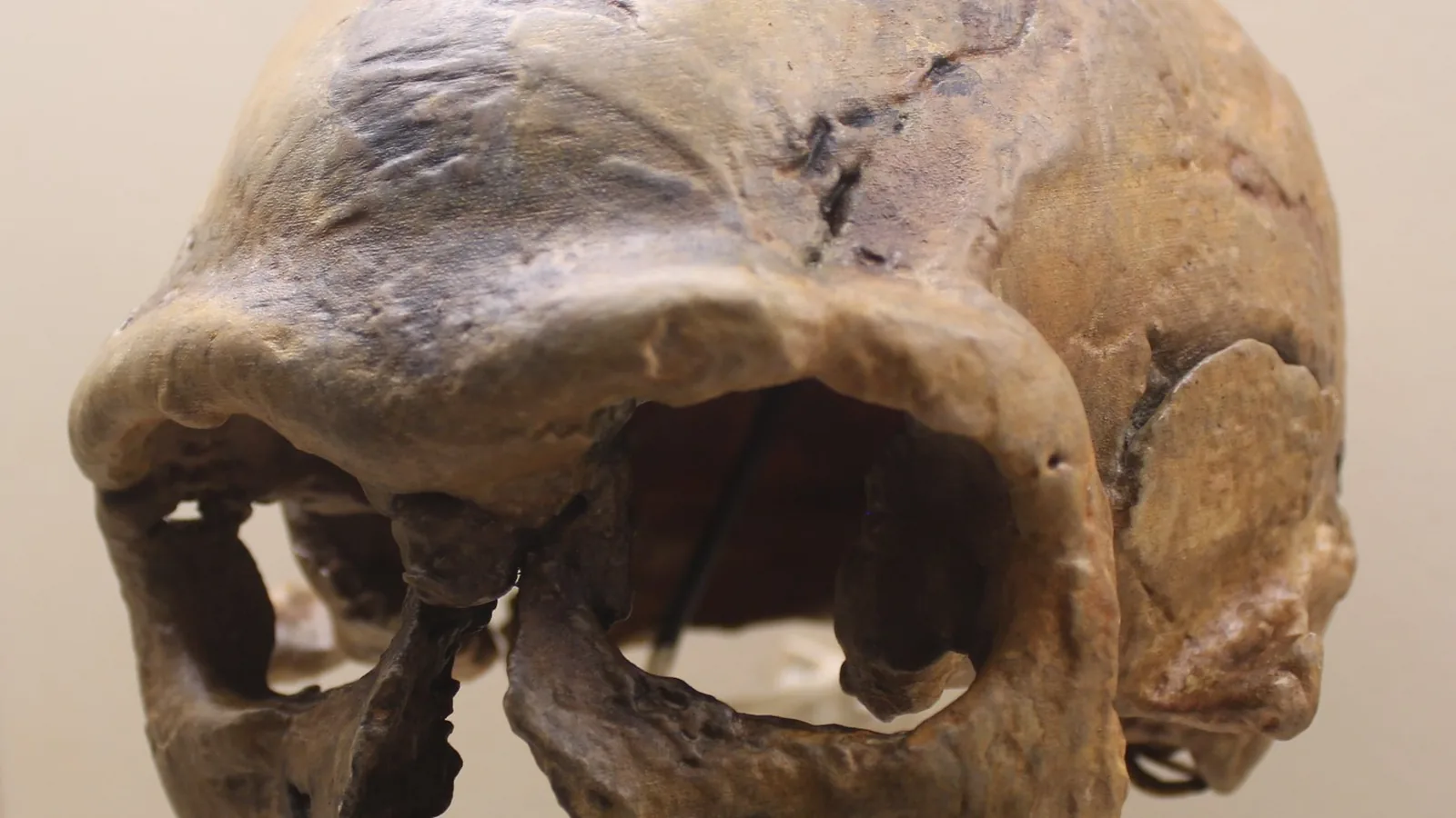 Front view of the Jebel Irhoud 1 skull cast in a museum case