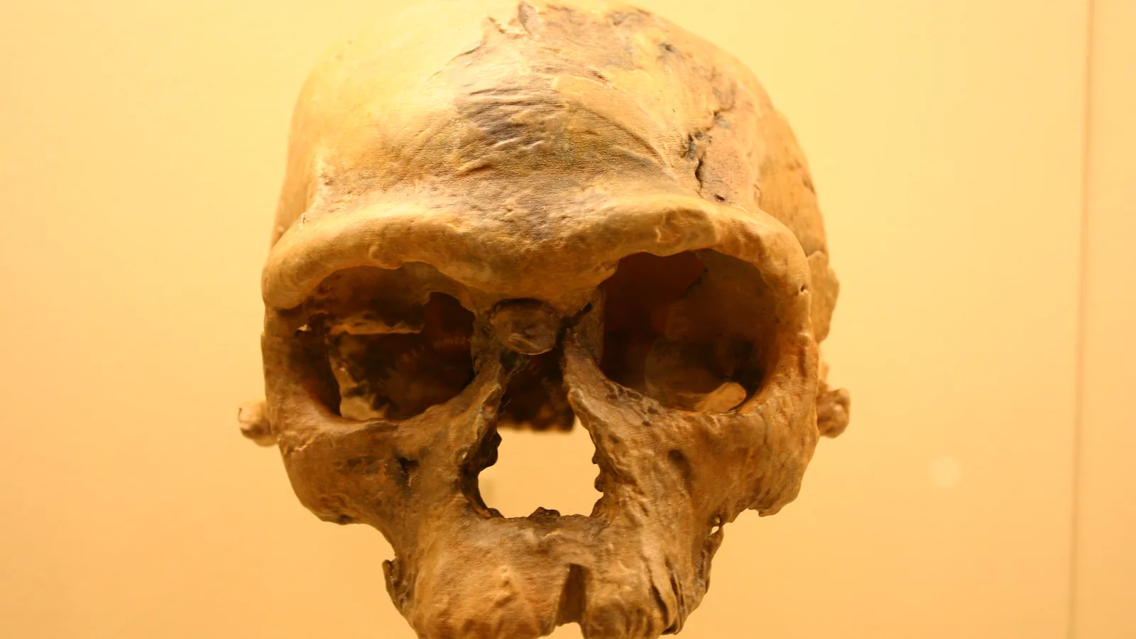 Cast of the Jebel Irhoud 1 skull displayed at a museum