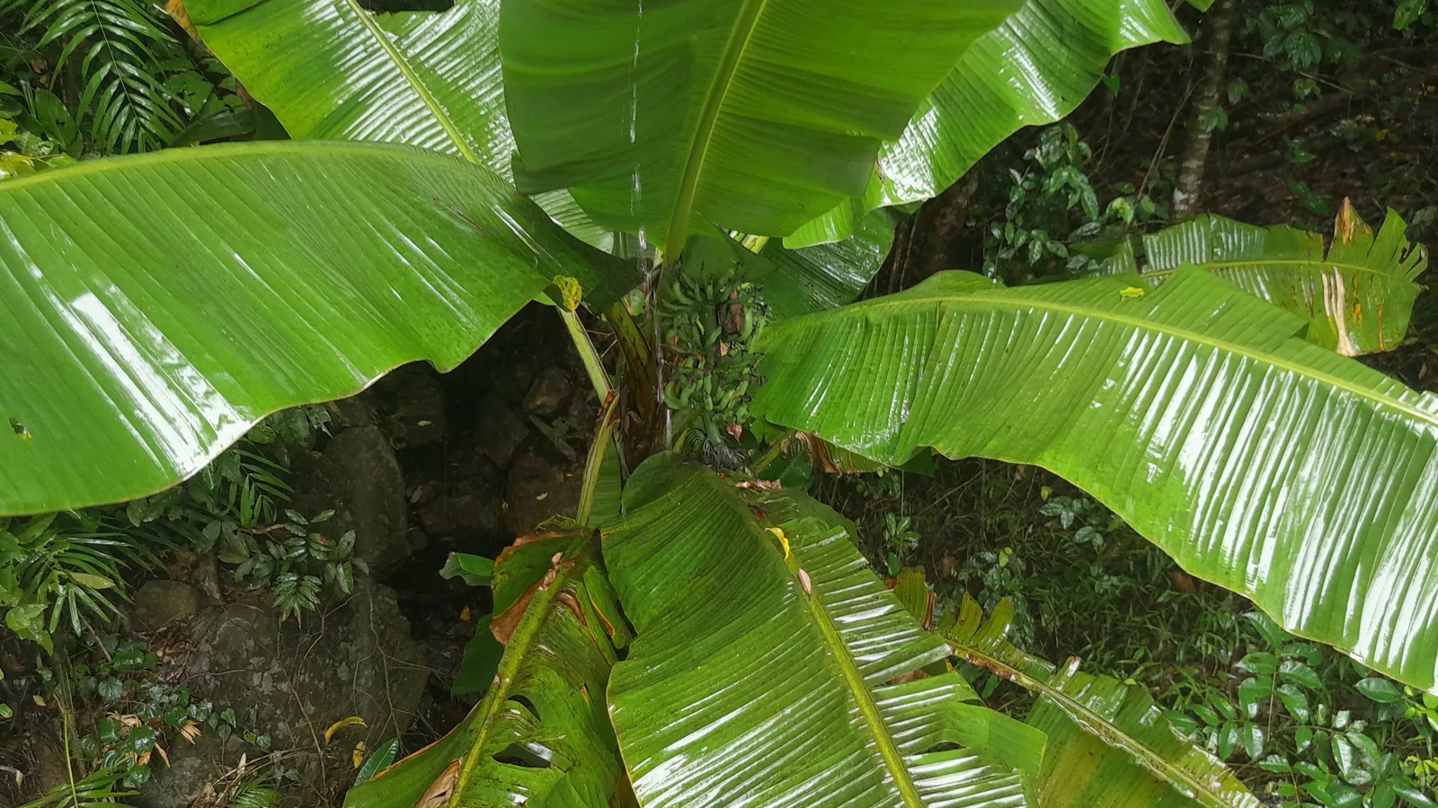 A wild banana plant with a red flower bud and green fruit bunch in forest undergrowth