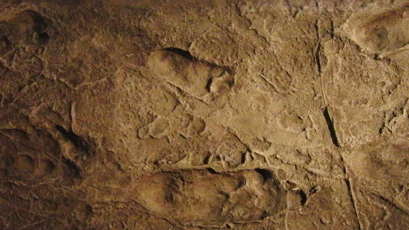 A long grey slab with two parallel rows of footprints, shown in a museum display