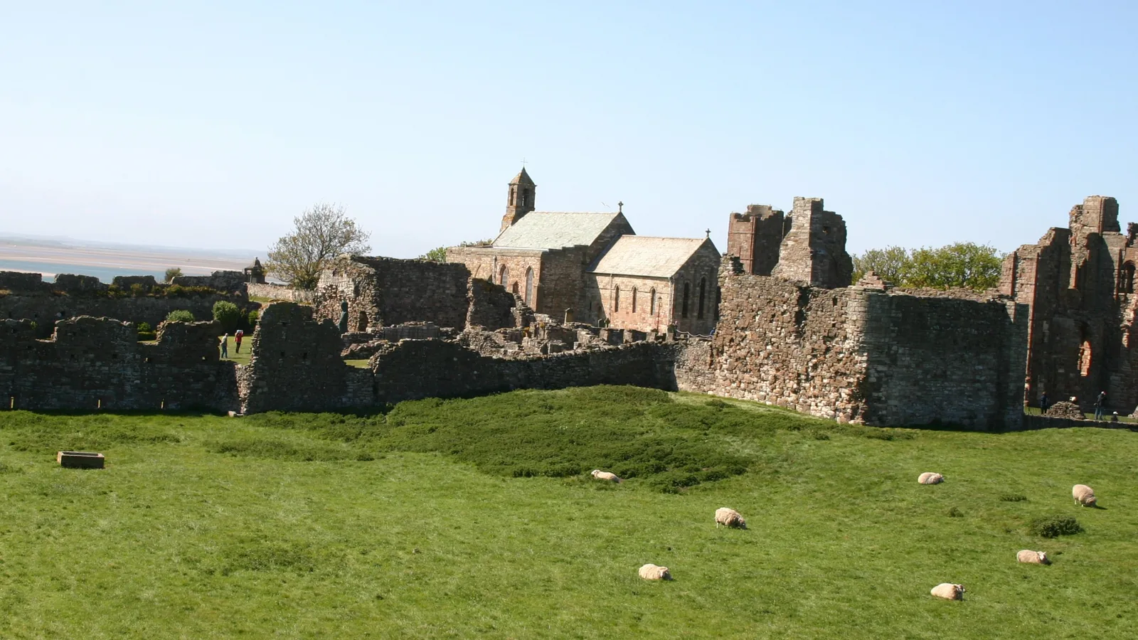 Ruined stone walls of Lindisfarne Priory with a surviving chapel roof, grazing sheep and a grass field in front