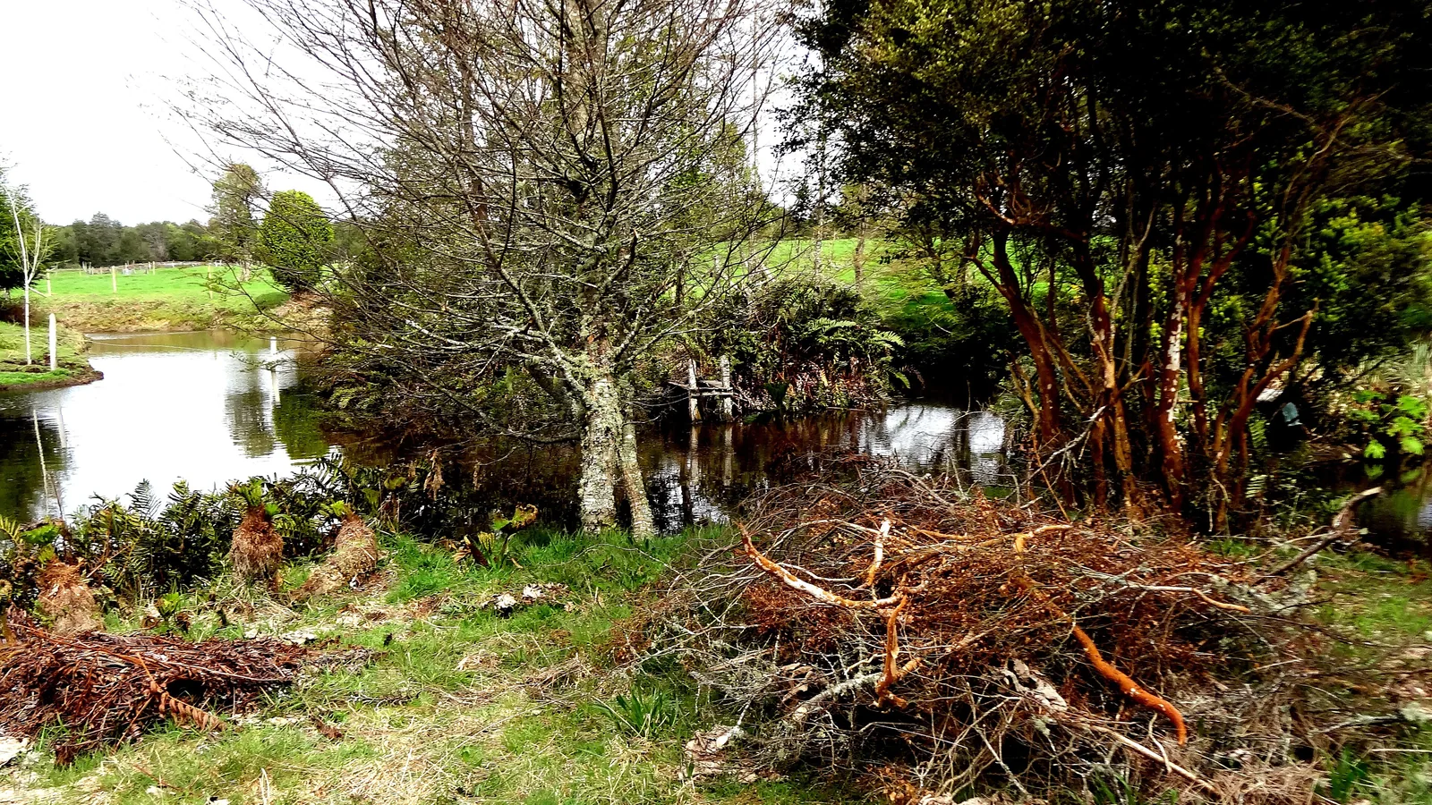 a still creek edged by ferns and trees, with a green pasture beyond