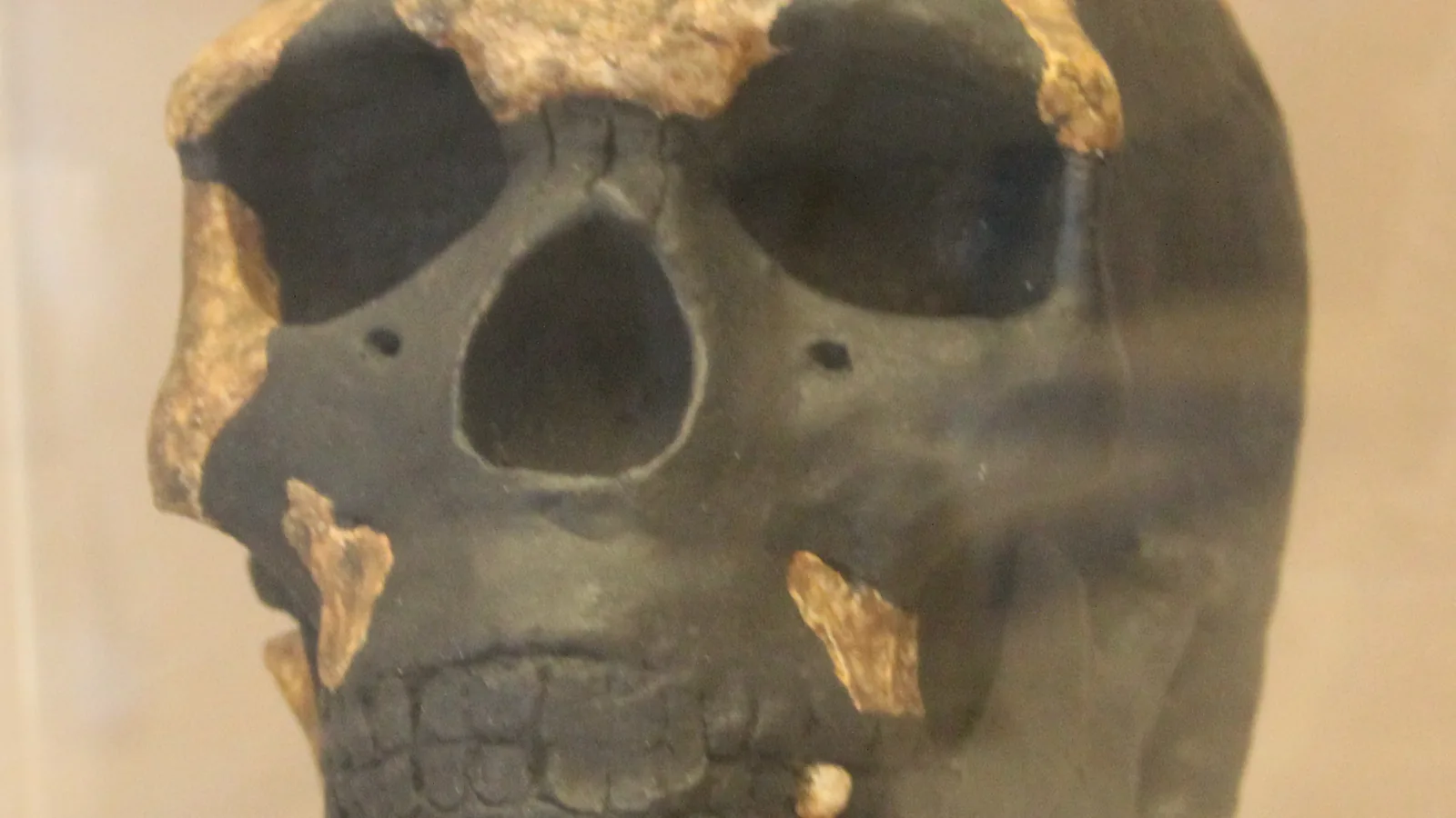 Museum cast of a fossil human skull with a reconstructed cranial vault and face, shown against a dark background