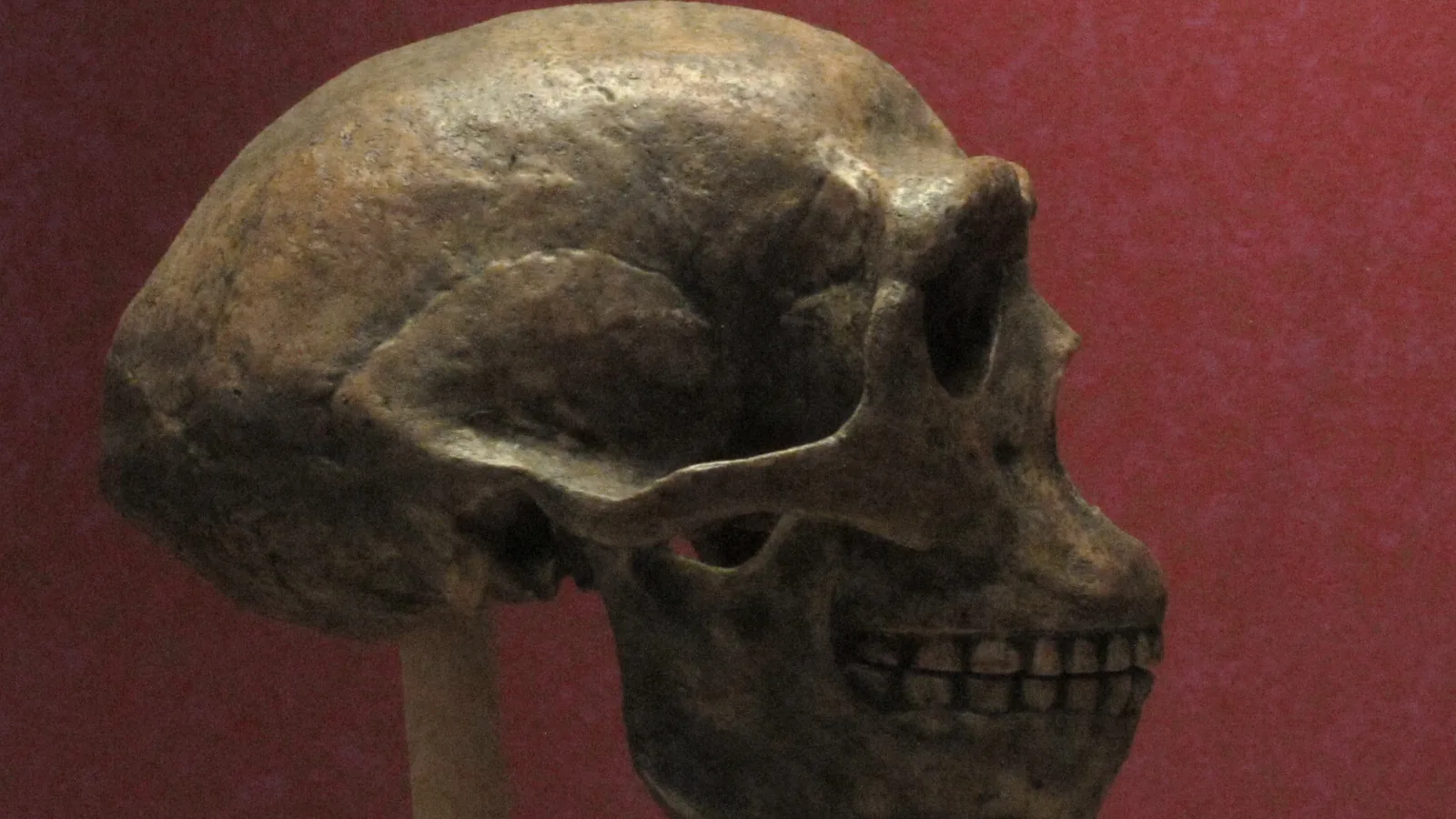a dark cast of a low, long-browed early human skull with jaw, mounted on a stand against a red wall