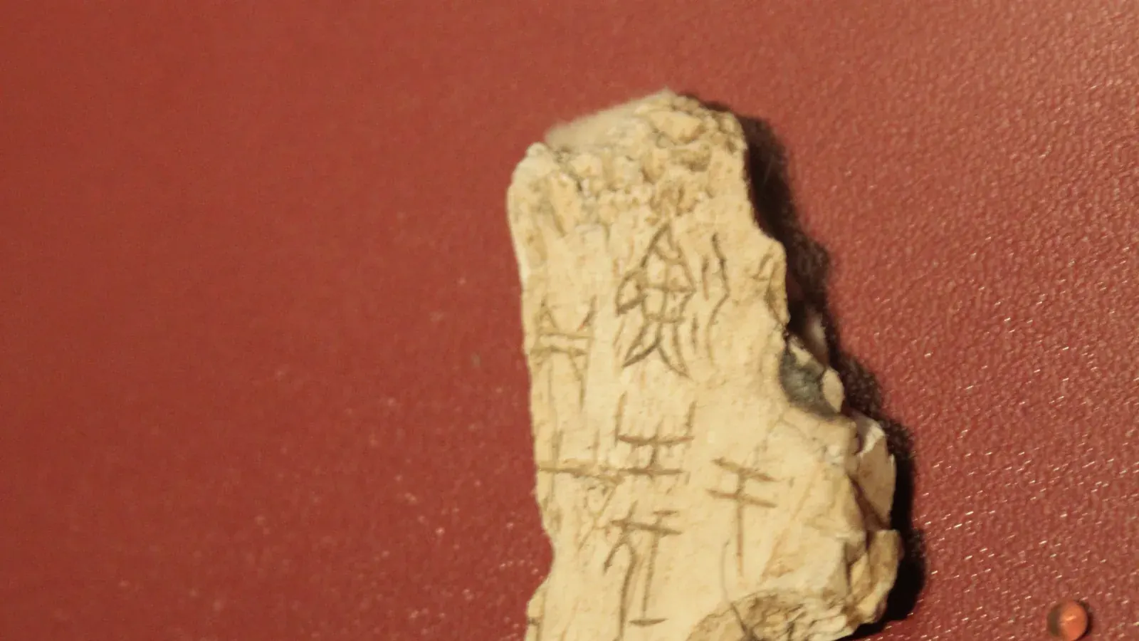 an ox shoulder blade covered with carved characters and heat cracks