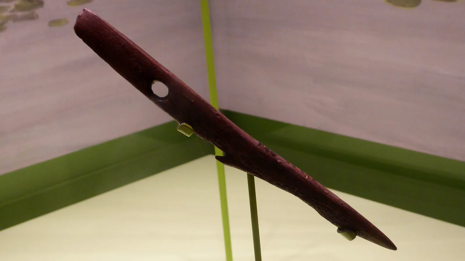 A slender antler point with a row of barbs along one edge, lying in a museum case