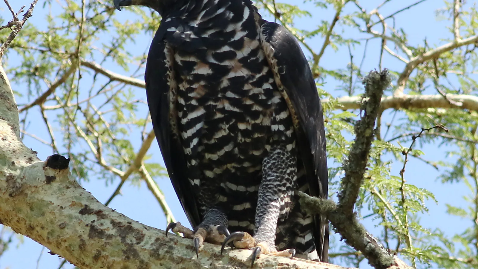 African crowned eagle perched, seen from the side