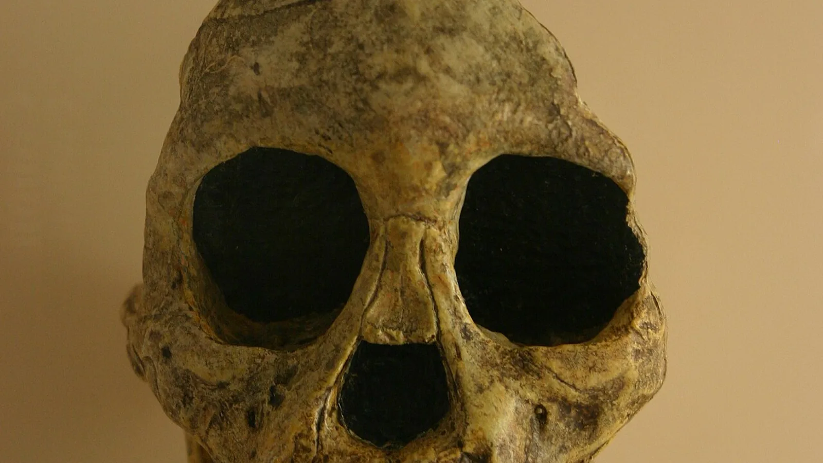 Fossil skull of a young hominid with damage marks around the eye sockets, museum display