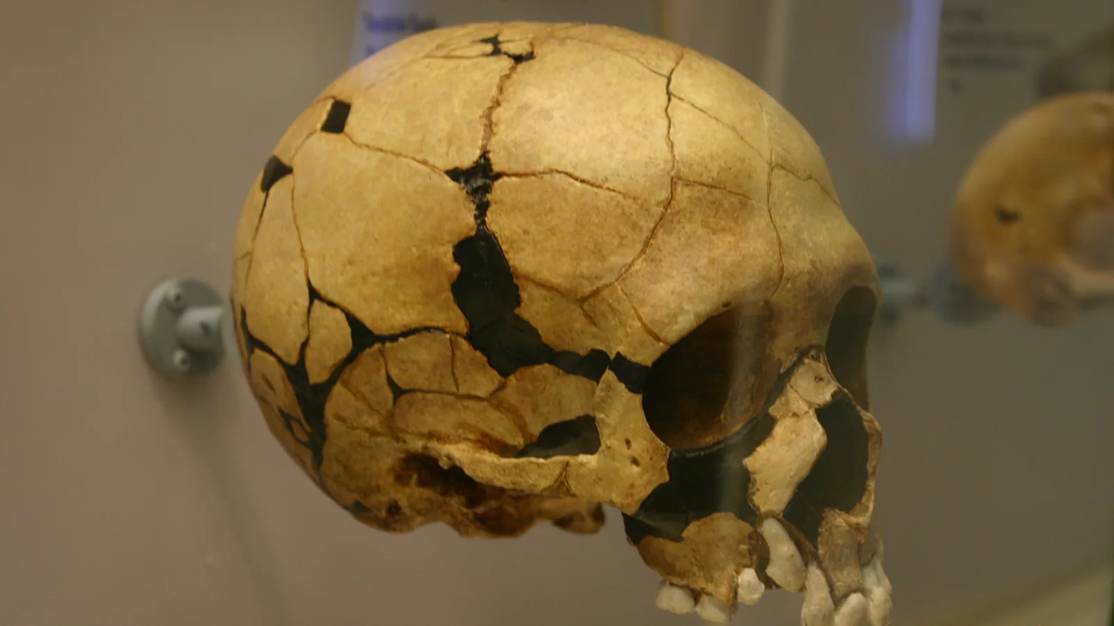 Cast of the Teshik-Tash Neanderthal child skull in a museum case