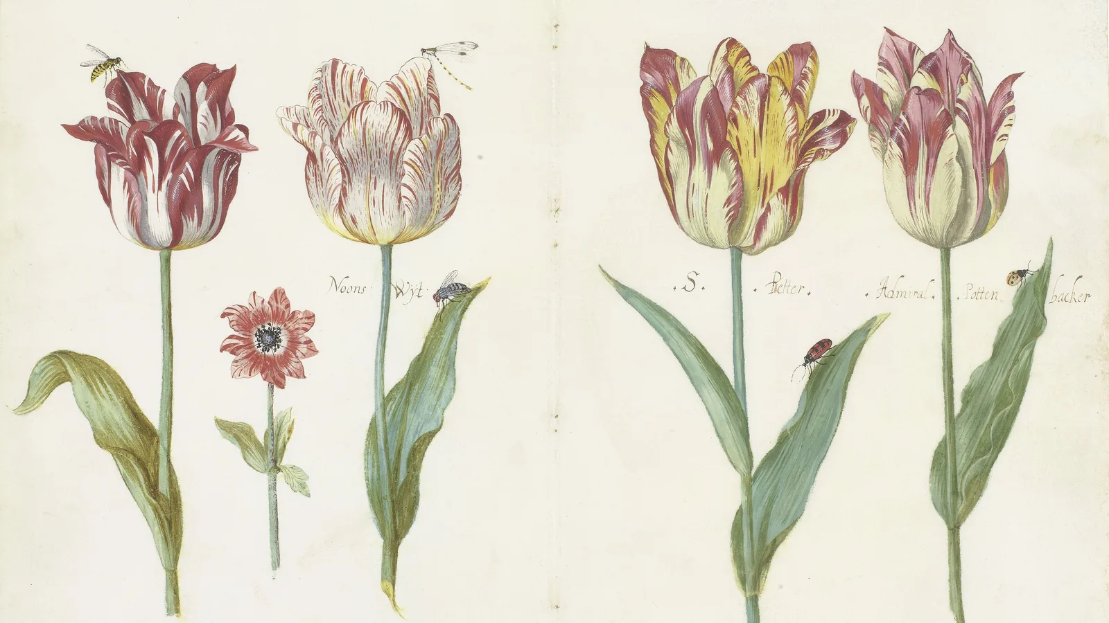 Watercolour page from a tulip book showing four striped tulips with insects