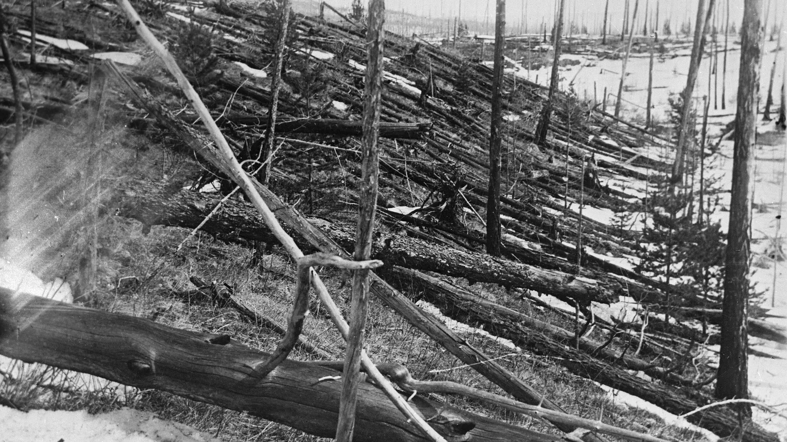 Vast area of trees knocked flat in the same direction across a forest