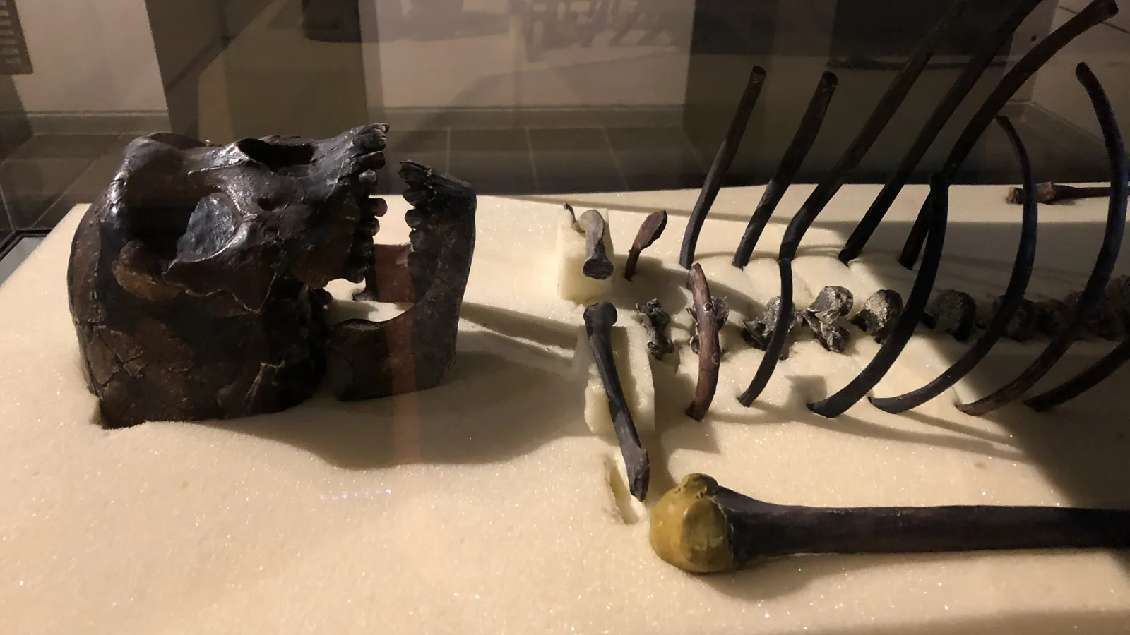 a cast of a fossil skull, ribs, vertebrae and limb bones laid out on a white base in a museum case