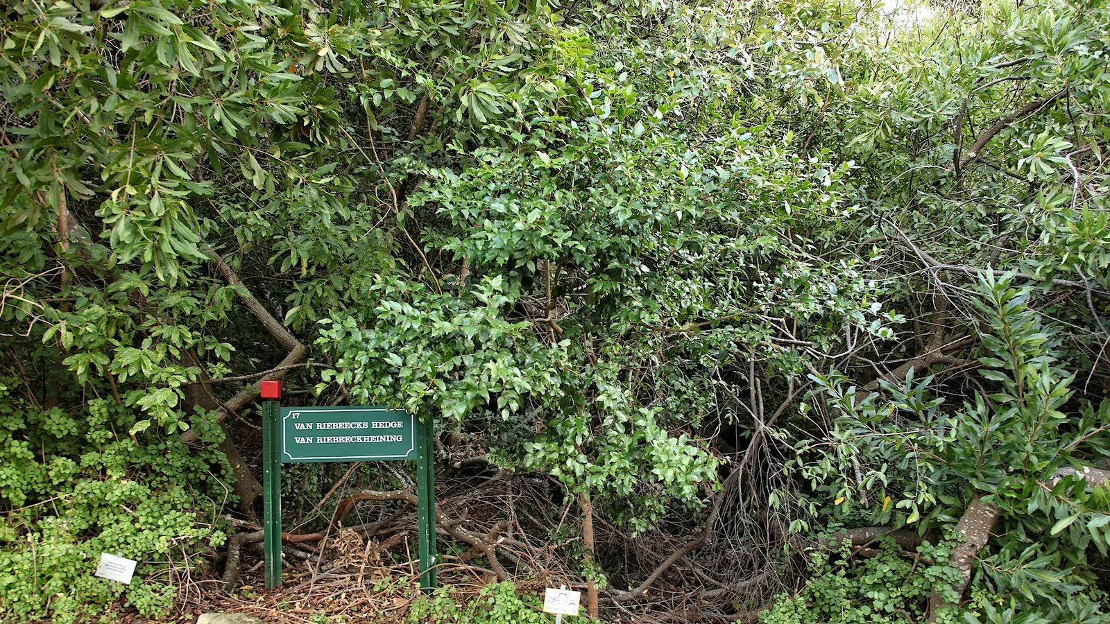 Row of gnarled old trees forming a dense hedge in a garden