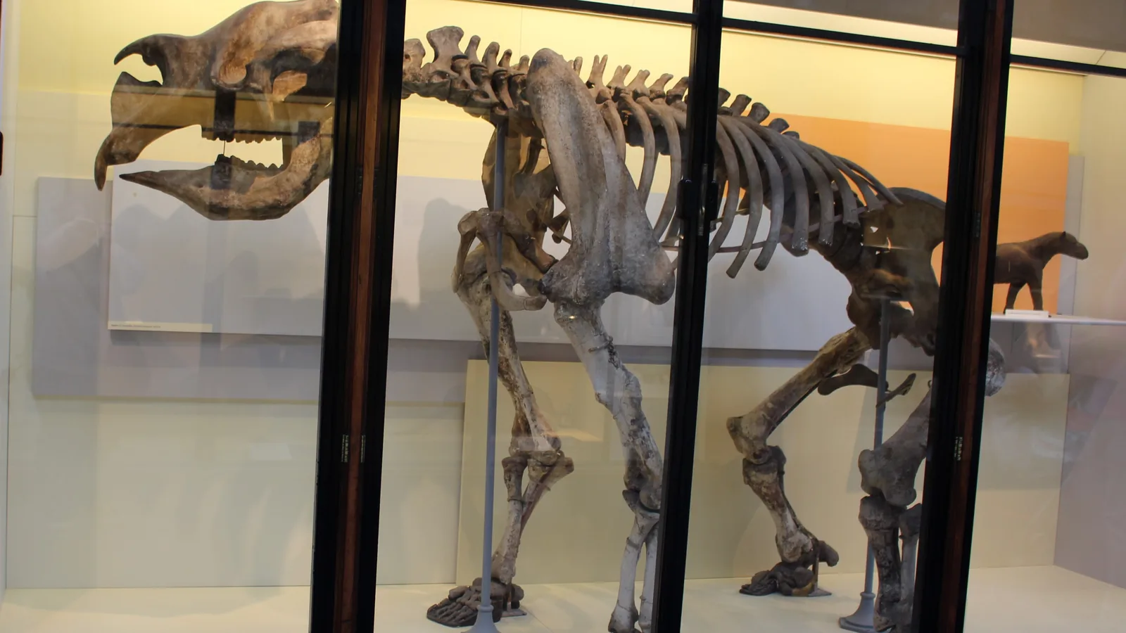 A mounted skeleton of a large four-legged marsupial with a heavy skull, displayed in a museum gallery