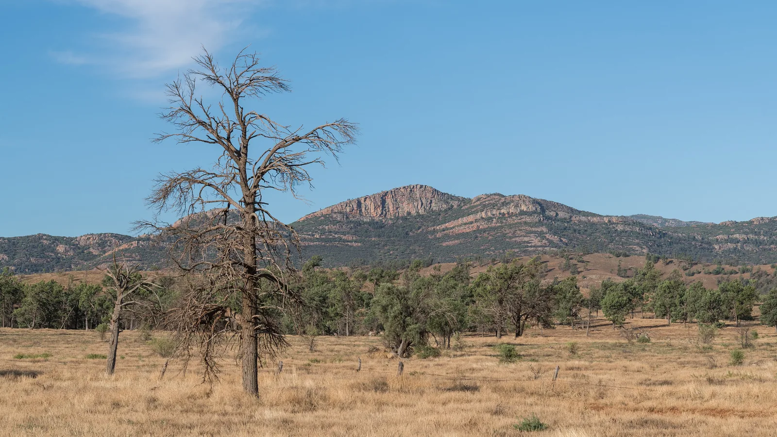 a dry grassy plain with scattered gum trees and a bare dead tree, and a red-brown mountain ridge under a blue sky
